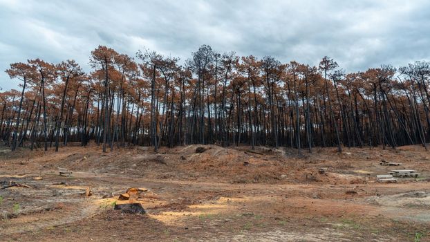 The Chiberta pine forest a few weeks after the fire, in Anglet, France