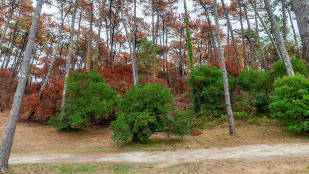 The Chiberta pine forest a few weeks after the fire, in Anglet, France