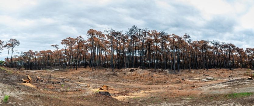 Panoramic view of the Chiberta pine forest a few weeks after the fire, in Anglet, France