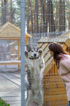 The girl looks at the beautiful and kind Shepherd Alaskan Malamute, which stood on its hind legs in the enclosure and looks with intelligent eyes.