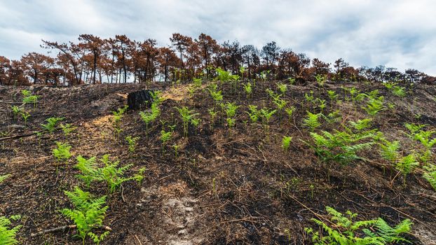 Young ferns grow a few weeks after the Chiberta forest fire, in Anglet, France