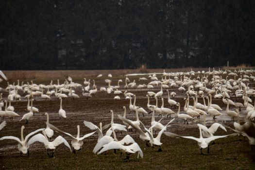 A flock of thousands of tundra swans, Cygnus columbianus, stopping in a farmers field in Canada during migration. High quality photo