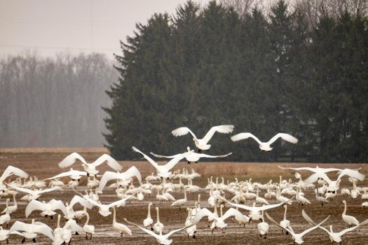 Thousands of tundra swans, Cygnus columbianus, migrating. High quality photo