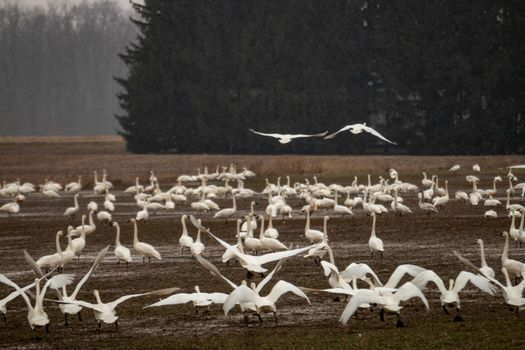 Tundra swans accumulating on a farmers field during winter migrations . High quality photo