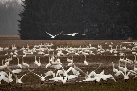 Tundra swans accumulating on a farmers field during winter migrations . High quality photo