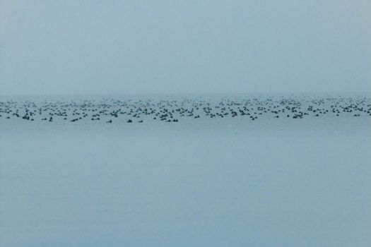 Tons of water birds out at shore in a beautiful misty photo . High quality photo