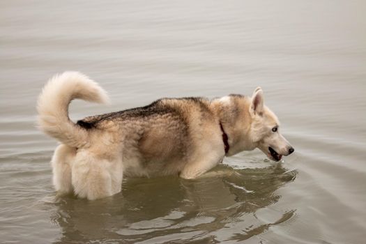 Siberian husky swimming on a cold canadian day . High quality photo