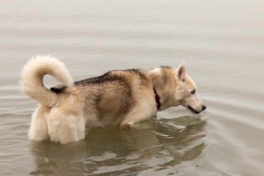 Siberian husky swimming on a cold canadian day . High quality photo