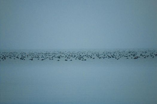 Tons of water birds out at shore in a beautiful misty photo . High quality photo