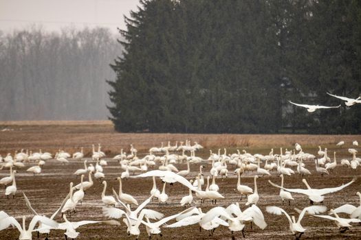 Tundra swans accumulating on a farmers field during winter migrations . High quality photo