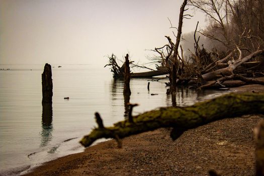 Large trees that have fallen over on point pelee beach . High quality photo