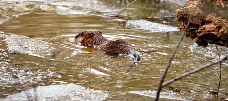 A young beaver swims in a partly frozen canadian water stream . High quality photo