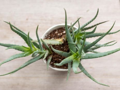 Aloe vera house plant, unique close ups . High quality photo