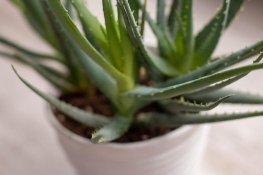 Aloe vera house plant, unique close ups . High quality photo