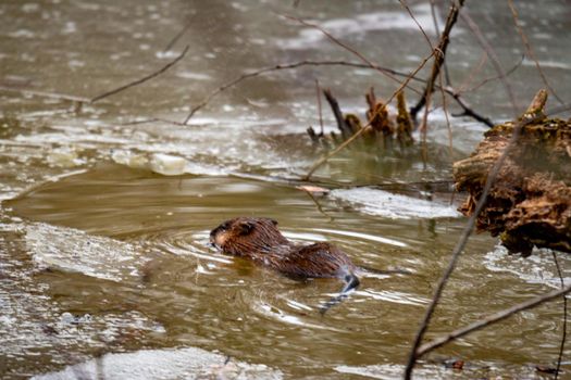 A young beaver swims in a partly frozen canadian water stream . High quality photo