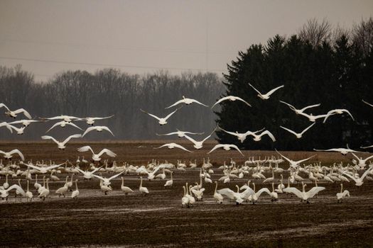 Thousands of tundra swans, Cygnus columbianus, migrating. High quality photo