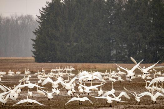 Tundra swans accumulating on a farmers field during winter migrations . High quality photo