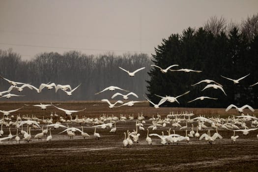Thousands of tundra swans, Cygnus columbianus, migrating. High quality photo