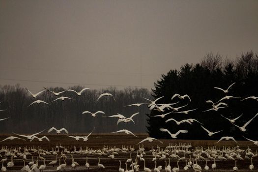 Thousands of tundra swans, Cygnus columbianus, migrating. High quality photo