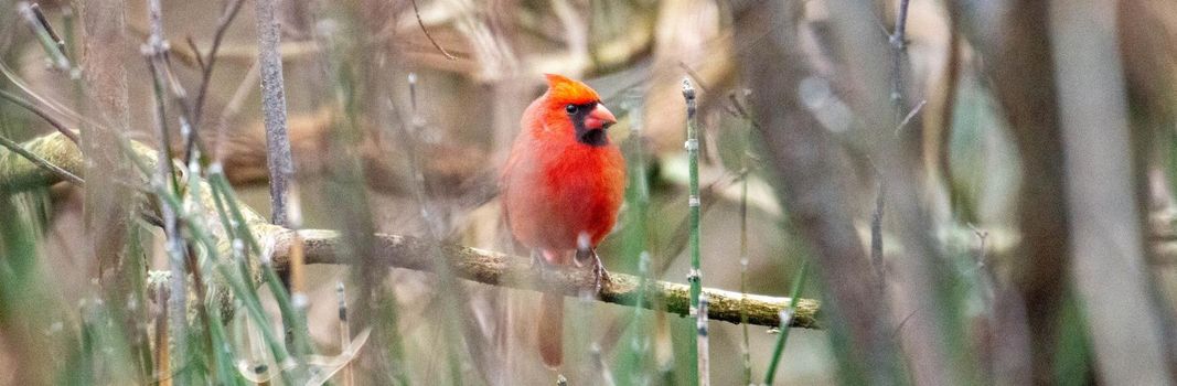 Male Northern Cardinal (Cardinalis cardinalis) In a Blizzard. High quality photo