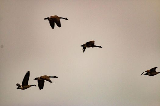 gloomy photo of a group of canadian geese migrating. High quality photo