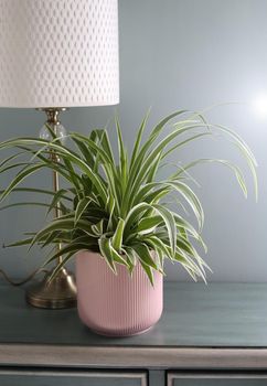 Home plant in ceramic pot with table lamp