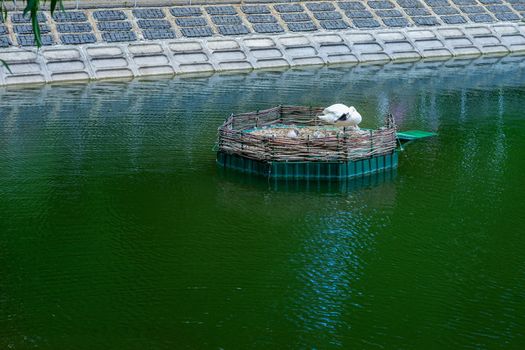 Swan in an artificial nest on a pond in the park