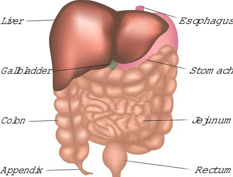 The digestive system in human body vector infographics