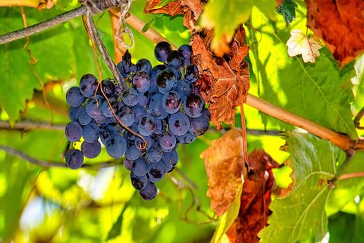 The wine variety of Crimean grapes. View from the front.