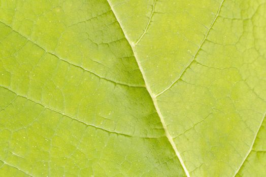 Green open leaf close - up in the open air.Texture or background