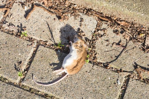 Dead rat carcass lying flat on the road