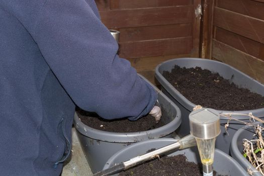 Woman hands in gloves planting flowers for the spring.