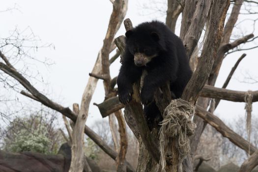 Black bear in late winter on a tree