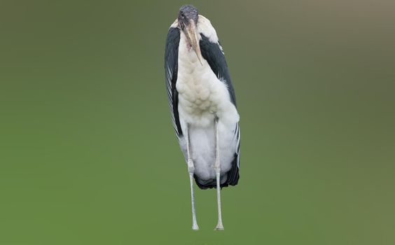 The marabou on a safari in Kenya and Tanzania, Africa against blurred background