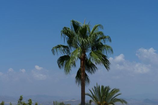 Palm tree under a blue sky in Malaga Spain