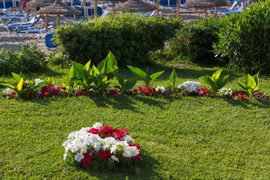 Lush flowerbeds in the summer garden. A bright sunny day. in the background the sea.