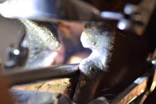 Close up of a horse dental treatment-view into the horses mouth