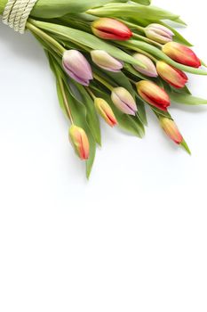 Bunch of fresh spring colorful flowers tulips on white background