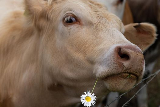 Brown cow chewing a flower, close up. Soft focus on