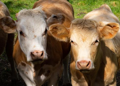 Group of cows in a meadow with a green grass.