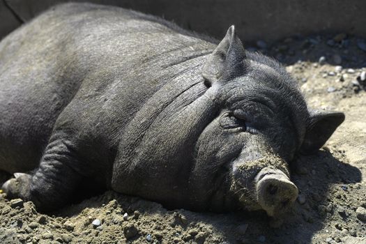 A black Vietnamese pig lies on the ground at noon. Boar quietly resting on the farm