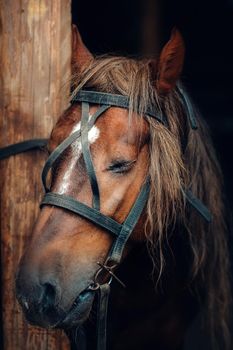 Sad face of a horse in harness. The horse is tied to a wooden post with his eyes closed
