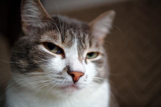 Portrait of a grey cat with a white breast. Smart and noble pet posing for the camera