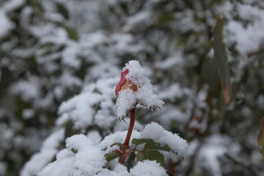 Madrid, Spain - January 07, 2021: Detail of a frozen rose, in the famous Rosaleda, in the Buen Retiro park in Madrid, on a snowy day, in the middle of a wave of polar cold.