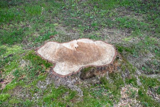 Tree cut in the forest. Isolated. Isolated cut trunck