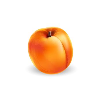 Fresh whole apricot on a white background. Realistic style illustration.