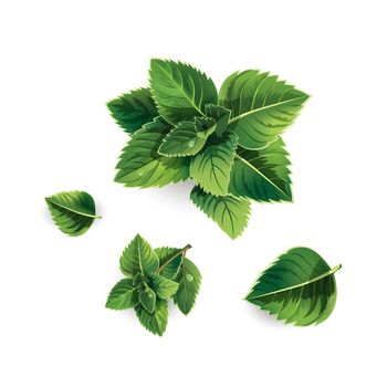 Set of fresh spearmint leaves on a white background. Realistic style illustration.