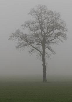 Tree contour in the fog in the winter in the Netherlands
