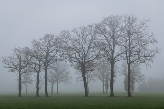 Tree contours in the fog in the winter in the Netherlands
