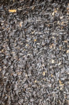 black color sunflower seed texture for farm animal feed
